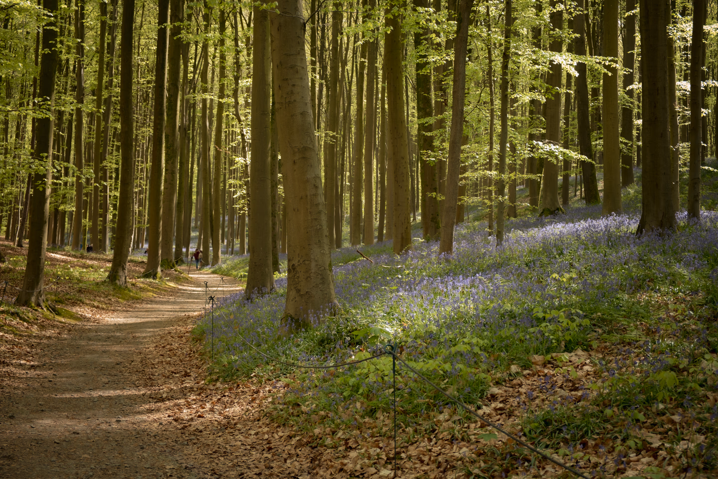 Hallerbos